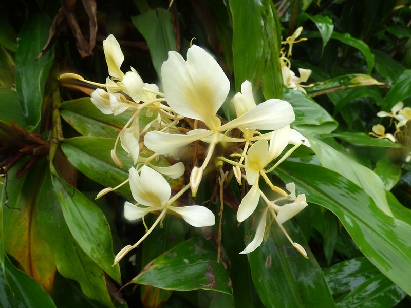 Cluster of pale yellow flowers with darker centers.