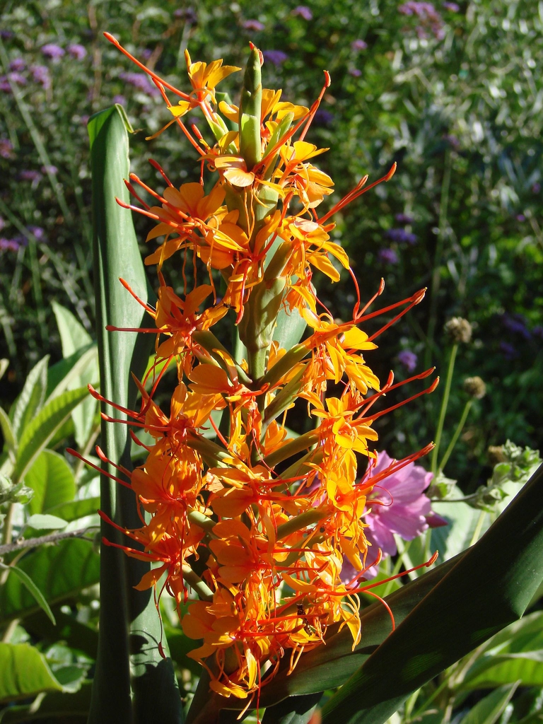 Orange flowers in an erect spike at the apex of the leafy stems