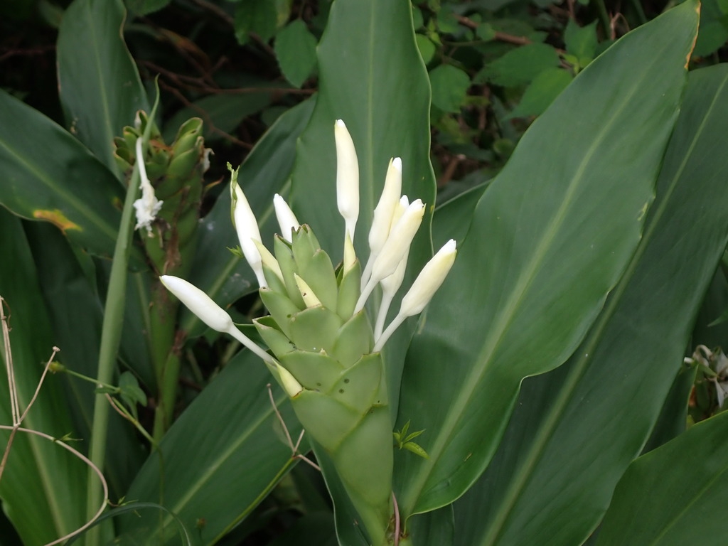 Flowers emerging from a bracteate spike & strappy leaves