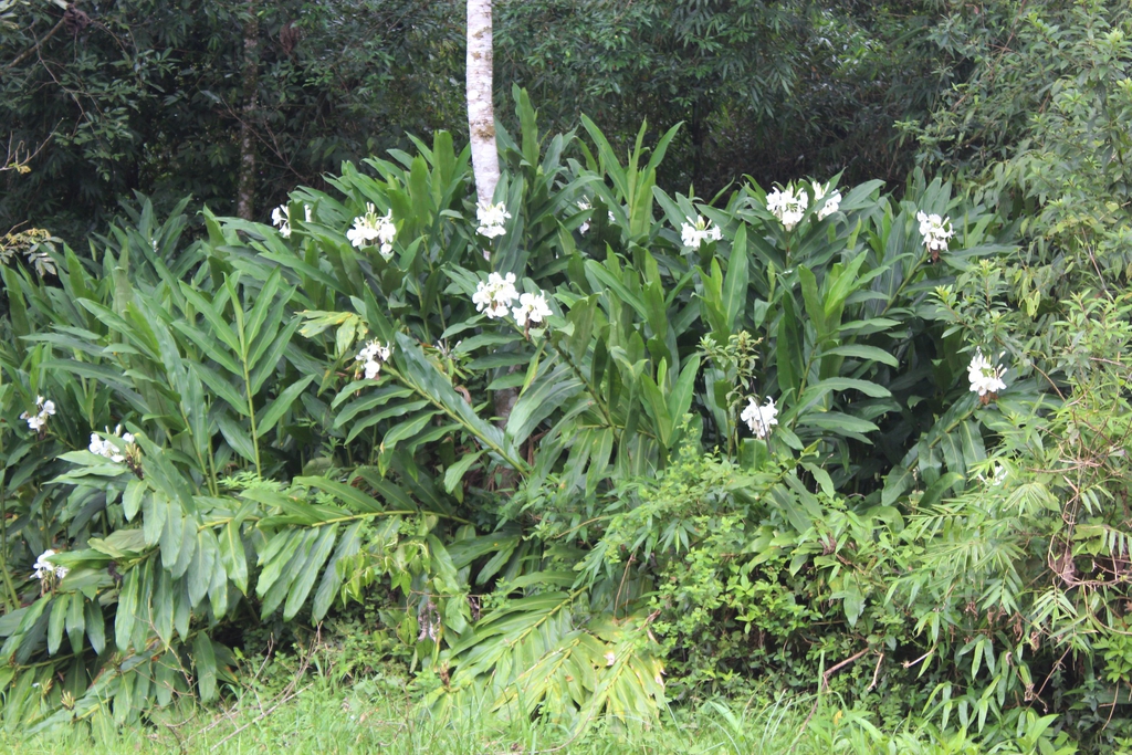 Cluster of large-leaf plants with white flowers.