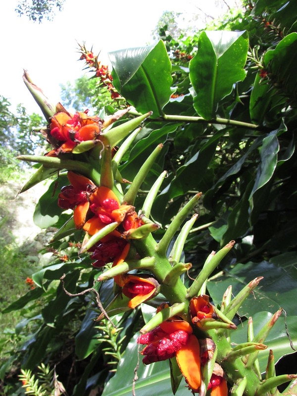 A spike of capsules gaping to reveal seeds with red arils.