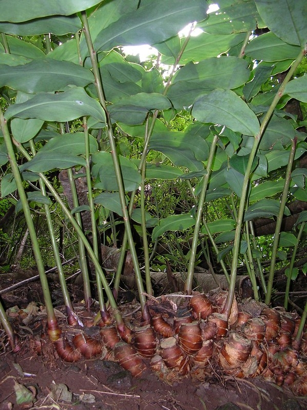 Exposed thick rhizome.