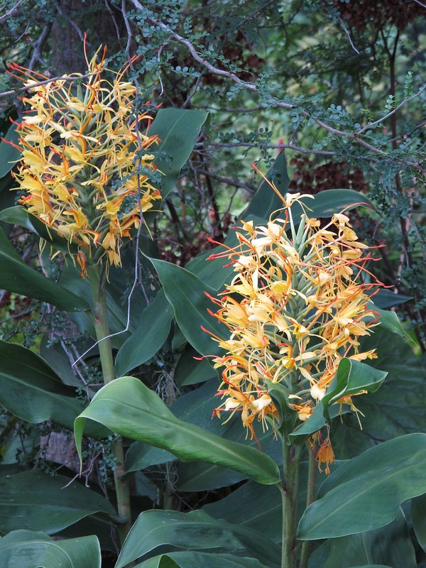 Cluster of yellow flowers with red styles