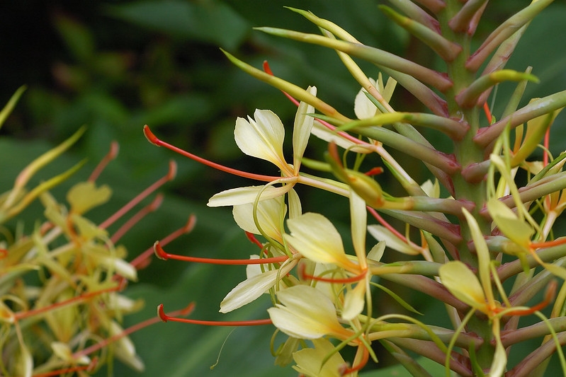 Cluster of yellow flowers with red styles