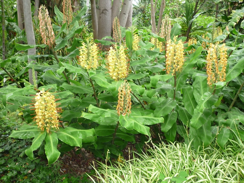 Cluster of yellow flowers with red styles & strappy leaves