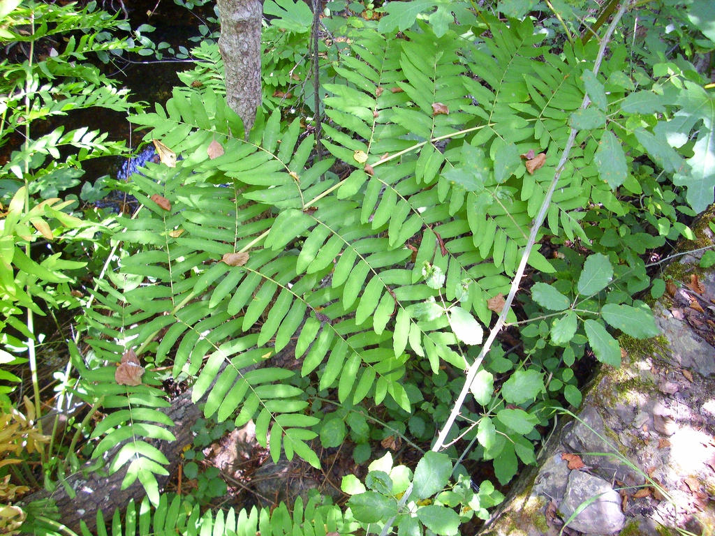 Osmunda regalis