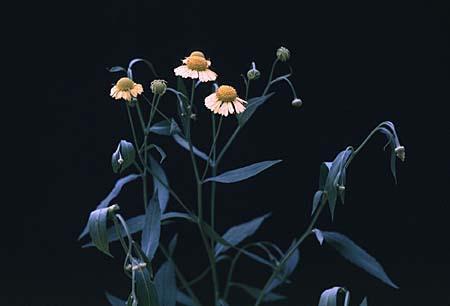Helenium spp.