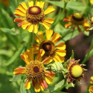 Helenium 'Carnival'