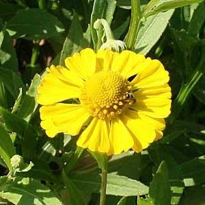 Helenium autumnale