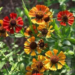 Helenium autumnale