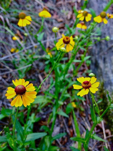 Helenium nudiflorum