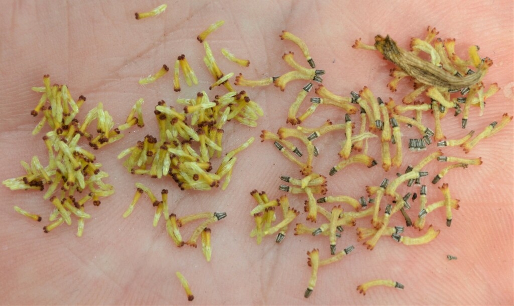 Seeds