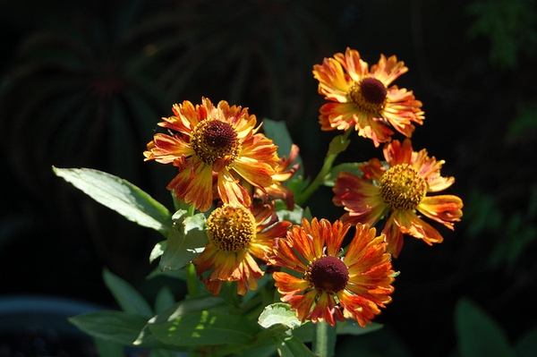 Helenium autumnale 'Helena Red Shades'