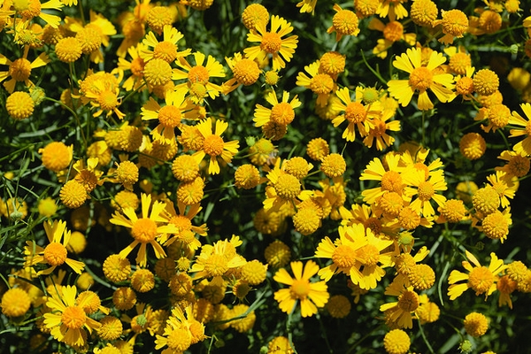 Helenium autumnale