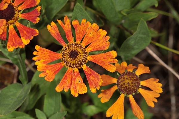 (Helenium autumnale) 'Moerheim Beauty'