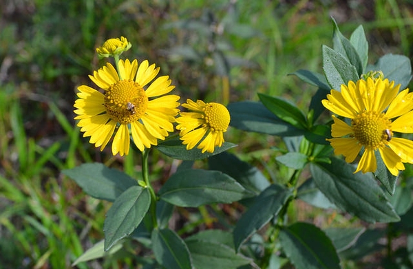 Helenium autumnale bloom and leaves