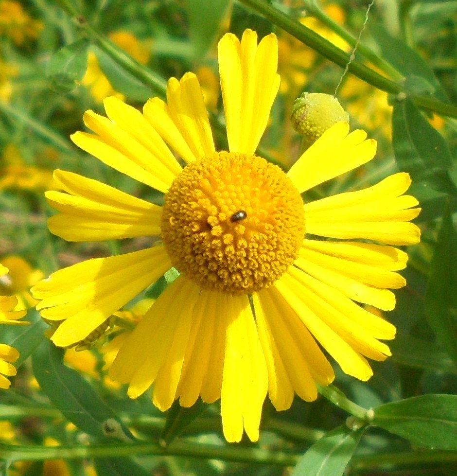 Closeup of a composite yellow flower