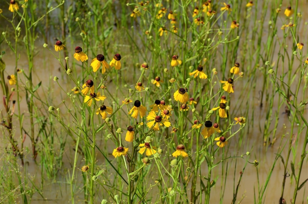 Yellow flowers in a meadow