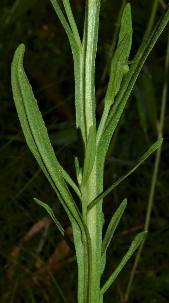 Green stem and leaves