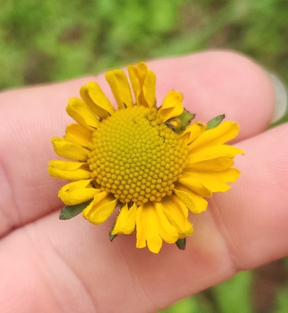 Yello composite flower