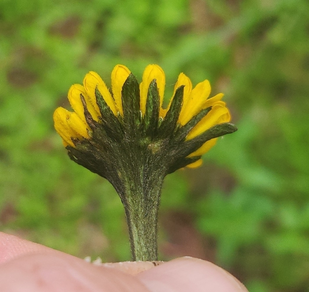 Side view of the flower