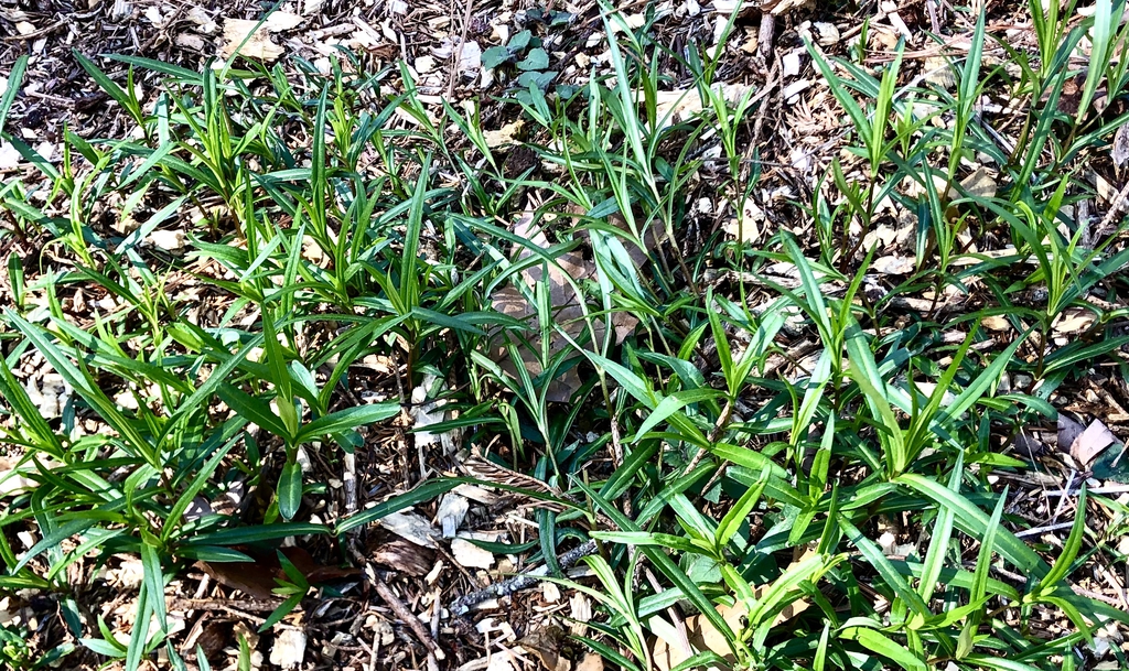 Mass of young plants emerging from underground rhizomes.