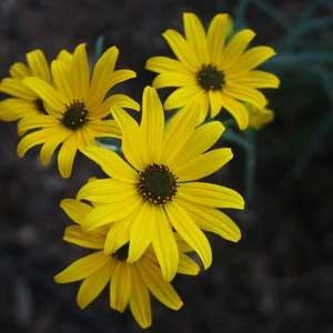Heads showing yellow ray florets and dark disc florets.