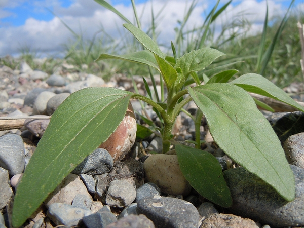 Helianthus annuus