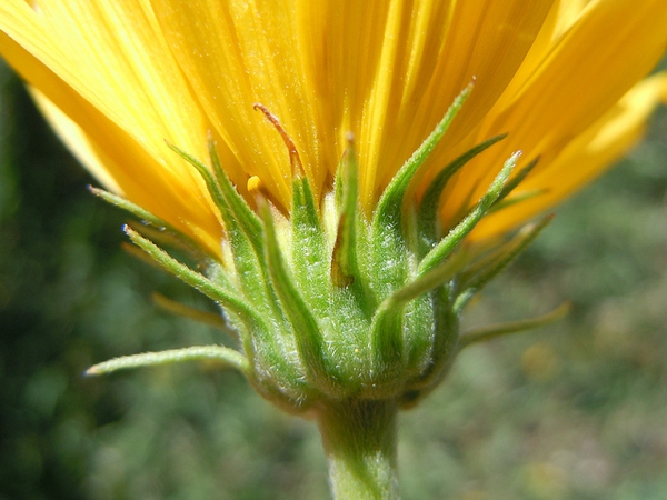 Helianthus maximiliani