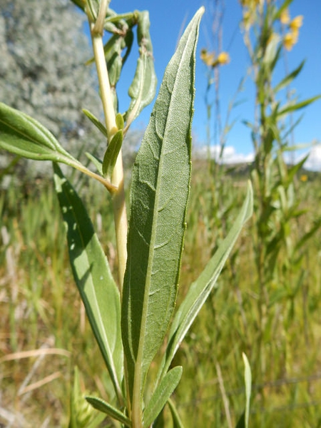 Helianthus maximiliani
