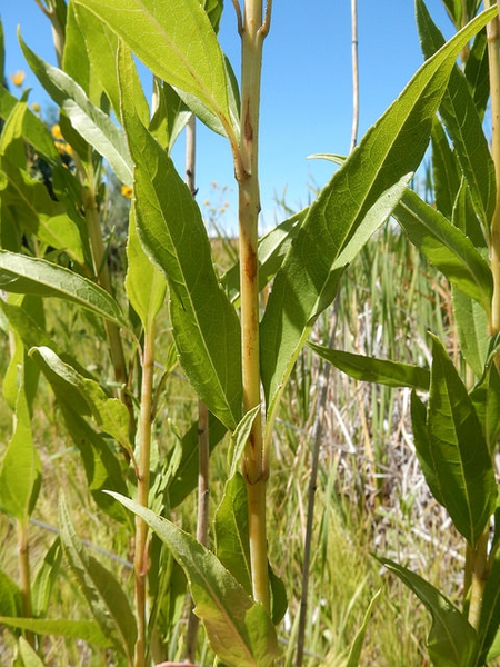 Helianthus maximiliani