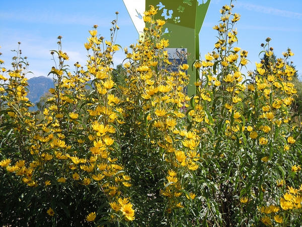Helianthus maximiliani