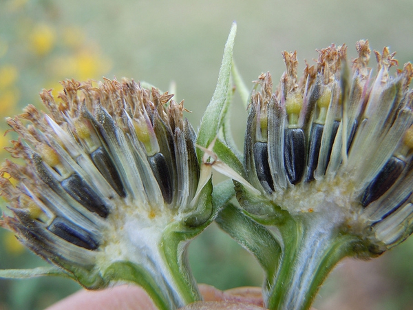 Helianthus maximiliani