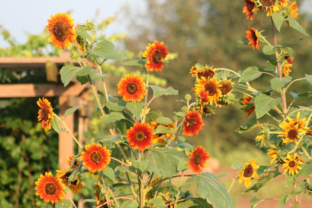 Helianthus