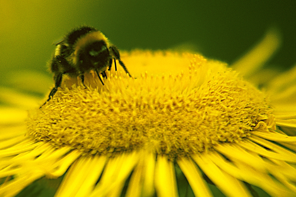 Helianthus