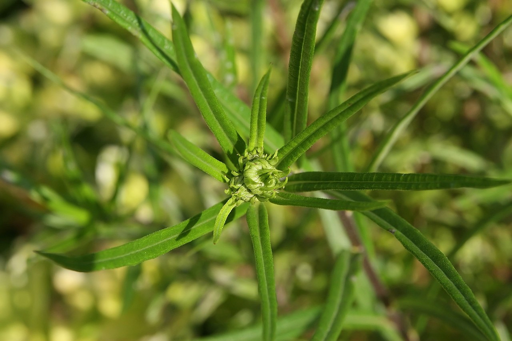 POV looking down on a termina inflorescence bud.