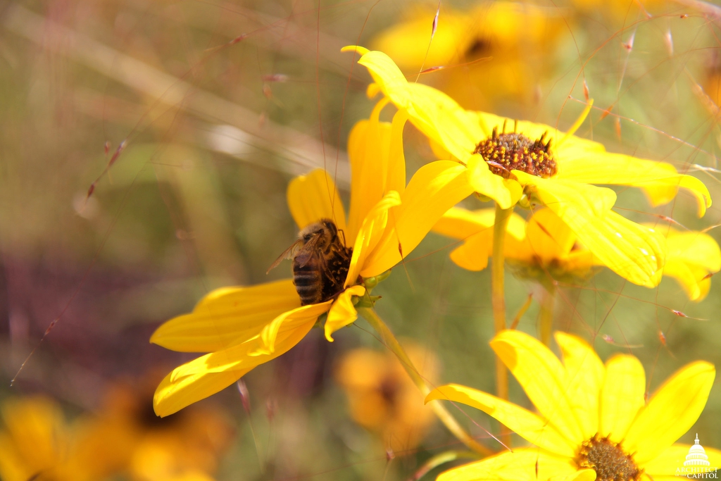 Heads showing yellow ray florets and dark disc florets.
