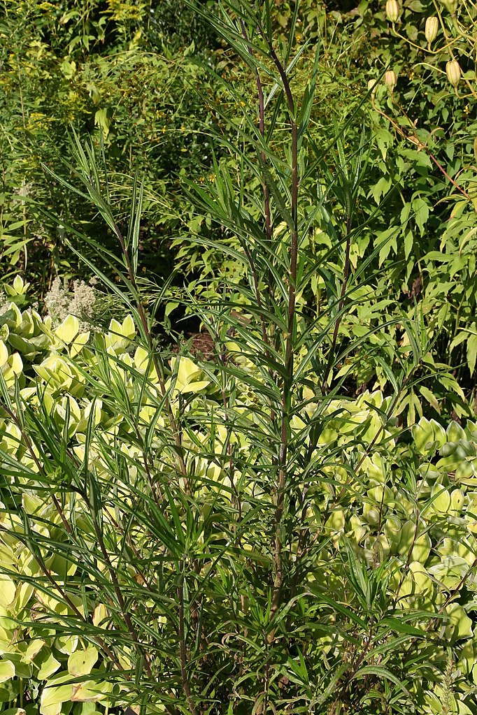 Clusters of upright stems with very narrow leaves.
