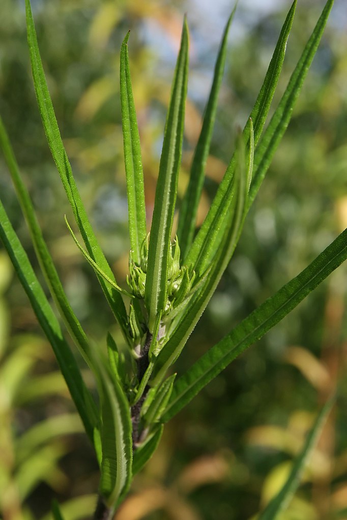 Narrow leaves and v. immature inflorescence buds.