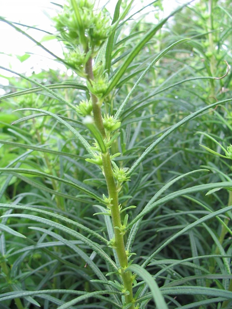 Upright shoot with narrow leaves & terminal & axillary heads.