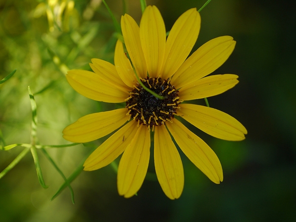 Single head showing yellow ray florets and dark disc florets.