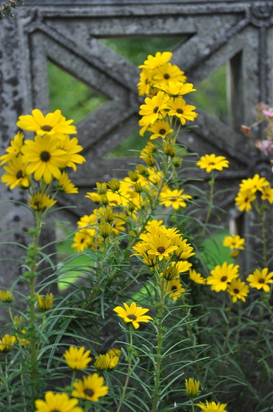 Clusters of blooms on stems with narrow leaves.