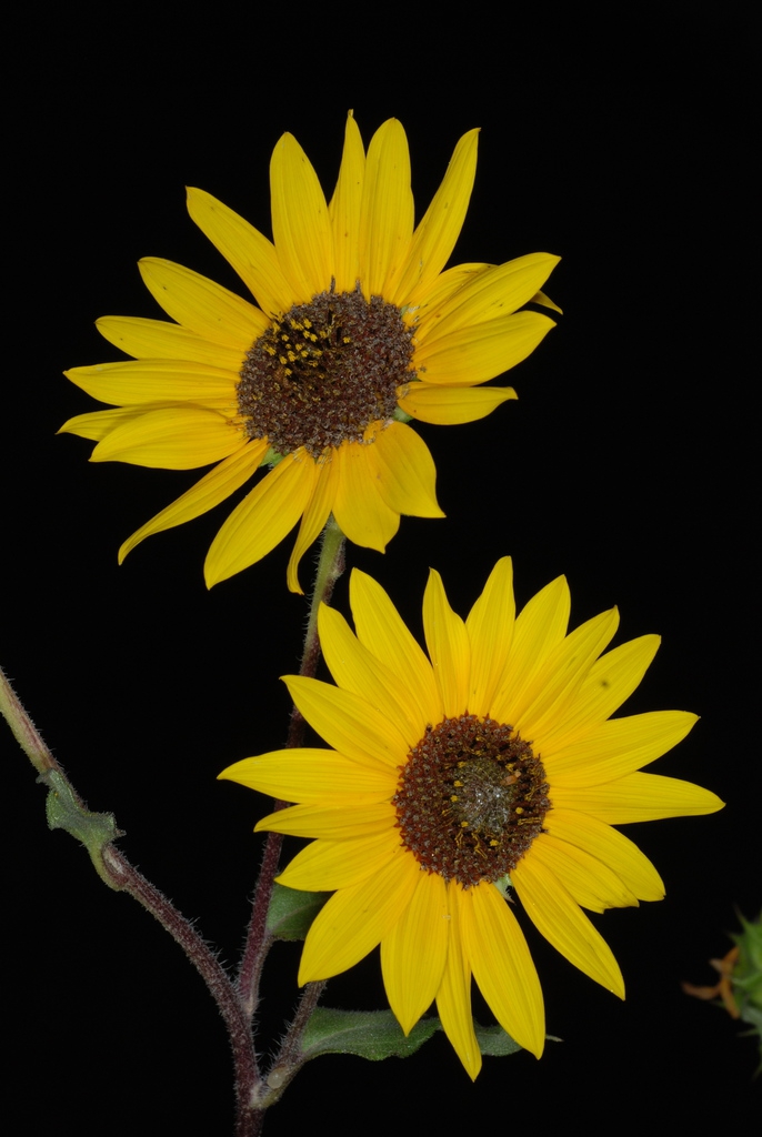 Yellow flowers (Dacono, CO)-Late Summer
