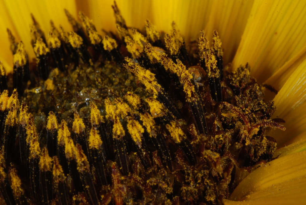 Disc flowers (Dacono, CO)-Late Summer