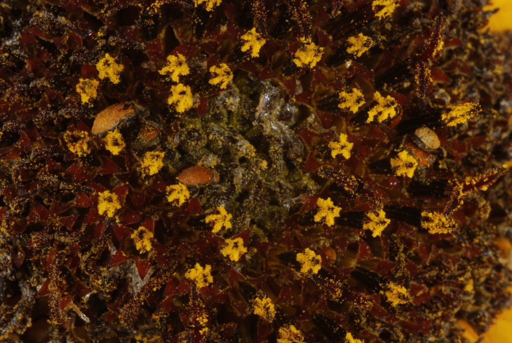 Close-up of disc flowers (Dacono, CO)-Late Summer