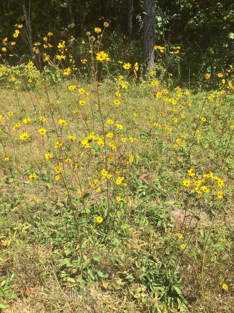 Native habitat