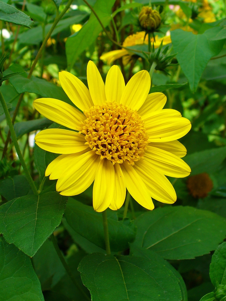 Close up of flower