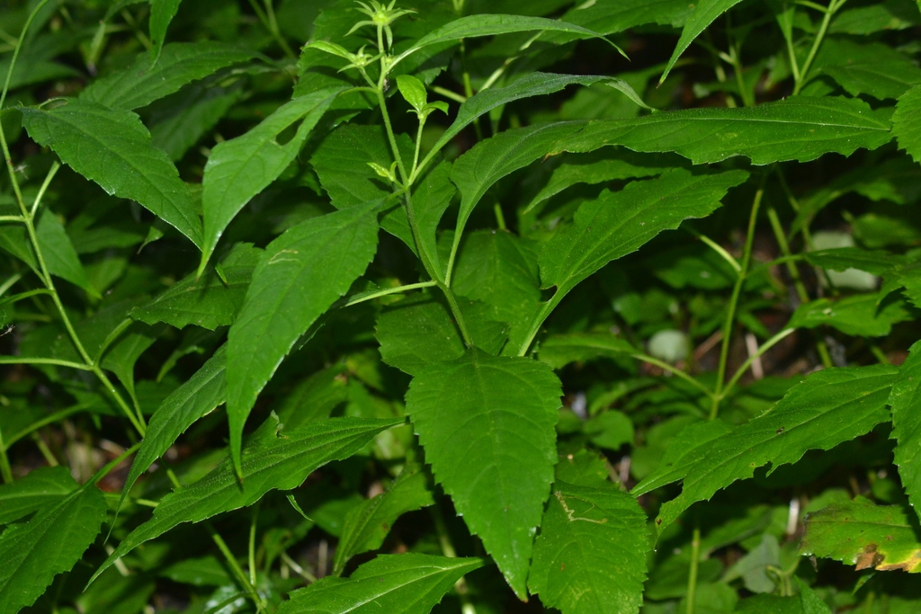 Leaves