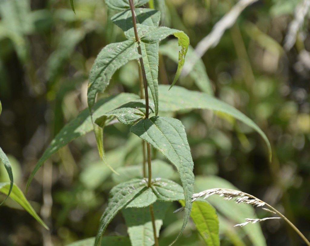 Leaves