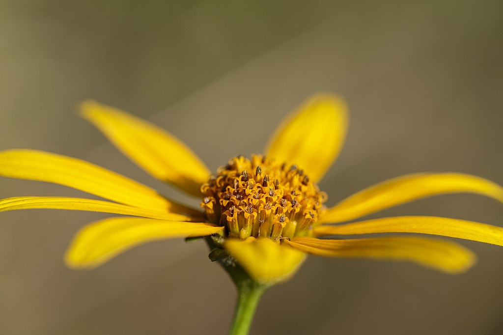 Side view of flower